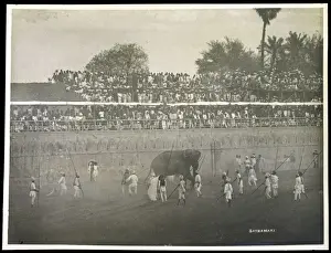 Elephant Fight / Baroda