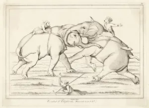 Elephant Fight / Lemaitre
