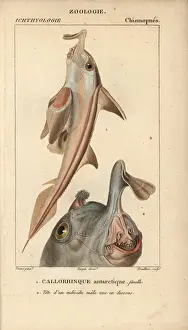 Hippolyte Prints: Elephant fish, Callorhinchus callorynchus