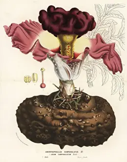 Ayurveda Prints: Elephant foot yam, Amorphophallus campanulatus