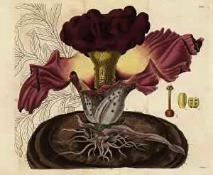 Tuber Prints: Elephant foot yam, Amorphophallus paeoniifolius