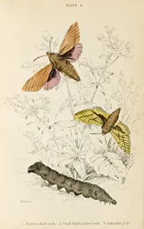 Elephant Hawk Moth