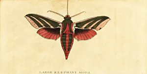Moses Harris Prints: Elephant hawk moth, Deilephila elpenor