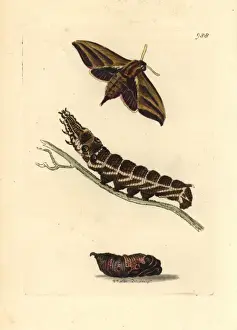 Hawkmoth Prints: Elephant hawkmoth, Deilephia elpenor