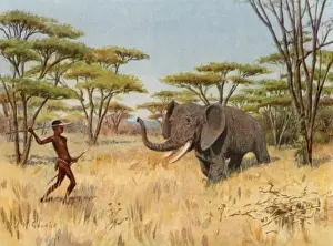 Elephant Hunt Africa