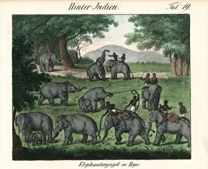 Pegu Prints: Elephant hunting in Pegu (Bago) in Burma