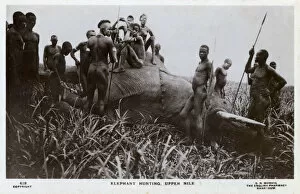 Spears Collection: Elephant Hunting, Upper Nile, Sudan, Africa