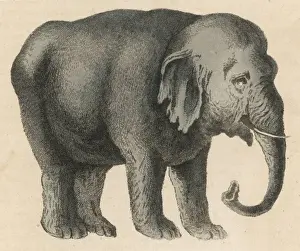 Elephant / Indian 19C