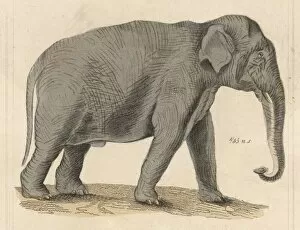 Animals Gallery: Elephant / Indian C1930