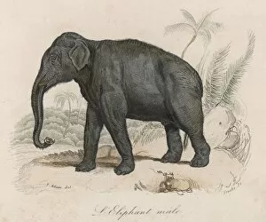Animals Gallery: Elephant / Indian Male 19C