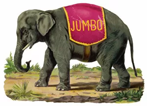 Elephant / Jumbo Scrap
