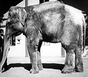 Regents Prints: Elephant and keeper (probably London Zoo), Victorian period