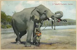 Keepers Prints: Elephant / Keepers 1930S