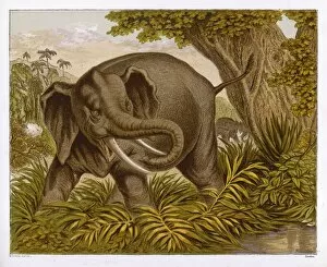 Animals Gallery: Elephant (Kronheim)