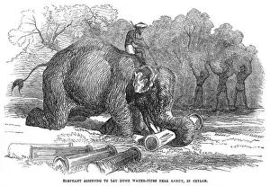 Lays Prints: Elephant lays water pipes, 1856