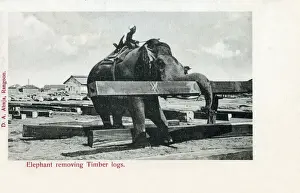 Elephants Prints: Elephant lifting wooden logs - Rangoon, Burma