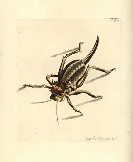 Locust Prints: Elephant locust, Pamphagus elephas