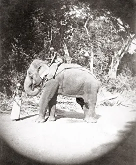 Elephant and mahout, India, c. 1890 s