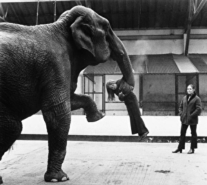 Images Dated 9th March 2012: Elephant Picks up Girl