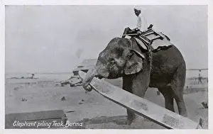 Elephant piling Teak - Myanmar