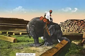 Picks Prints: Elephant piling Teak - Myanmar