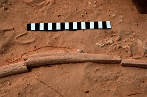 Abu Dhabi Gallery: Elephant rib