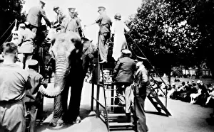 Elephant ride at London Zoo