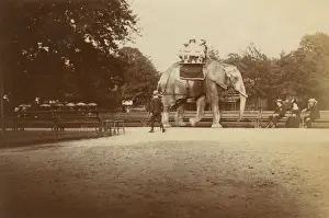 Elephants Prints: Elephant Ride - London Zoological Gardens, Regents Park