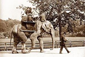Regents Prints: Elephant ride at Regents Park London Zoo