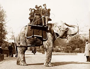 Elephant ride at zoo