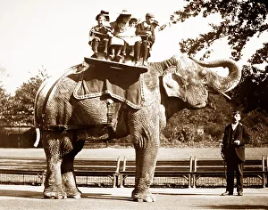 Elephant ride at a zoo