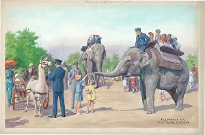 Elephant Rides at London Zoo