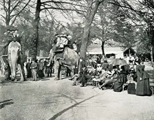 Elephants Prints: Elephant rides at London Zoo, Regents Park