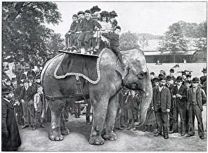 Elephant Rides in Regent's Park Zoo 1900