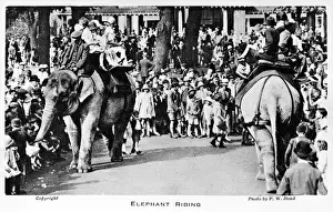 Keepers Prints: Elephant riding at London Zoo