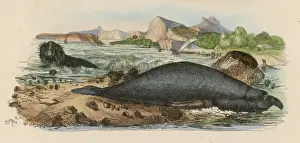 Elephant Seal 1838