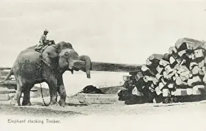 Elephant shifting large pieces of timber