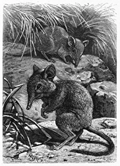 Animals Gallery: Elephant Shrew