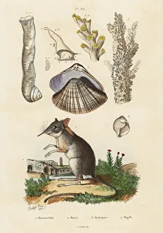 Elephant shrew, clam and corals