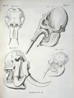 Elephantidae Collection: Elephant skulls