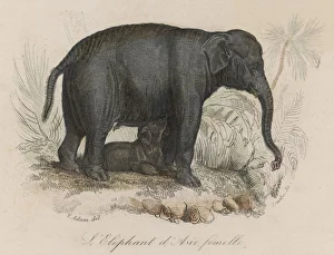 Animals Gallery: Elephant / Suckling 19C