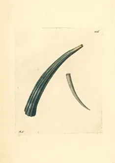 Tusk Prints: Elephant tusk, Dentalium elephantinum