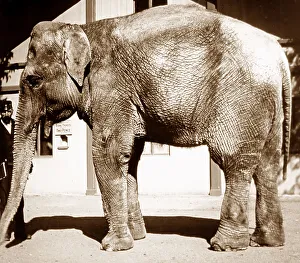 Elephant at a Zoo