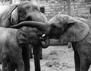 Entwined Prints: Three Elephants