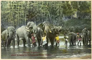 Keepers Prints: Elephants / Bathing 1930S