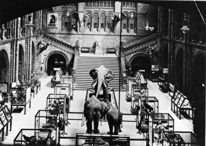 African Elephant Gallery: Elephants and cases, c.1924