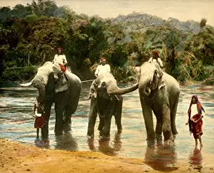 Elephants in Ceylon