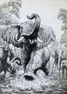 Elephants Prints: Elephants charging forward through water