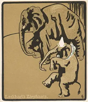 Elephants at the Circus