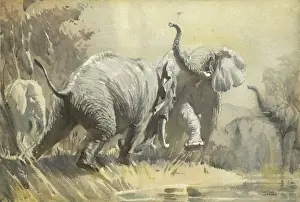 Elephants Fighting